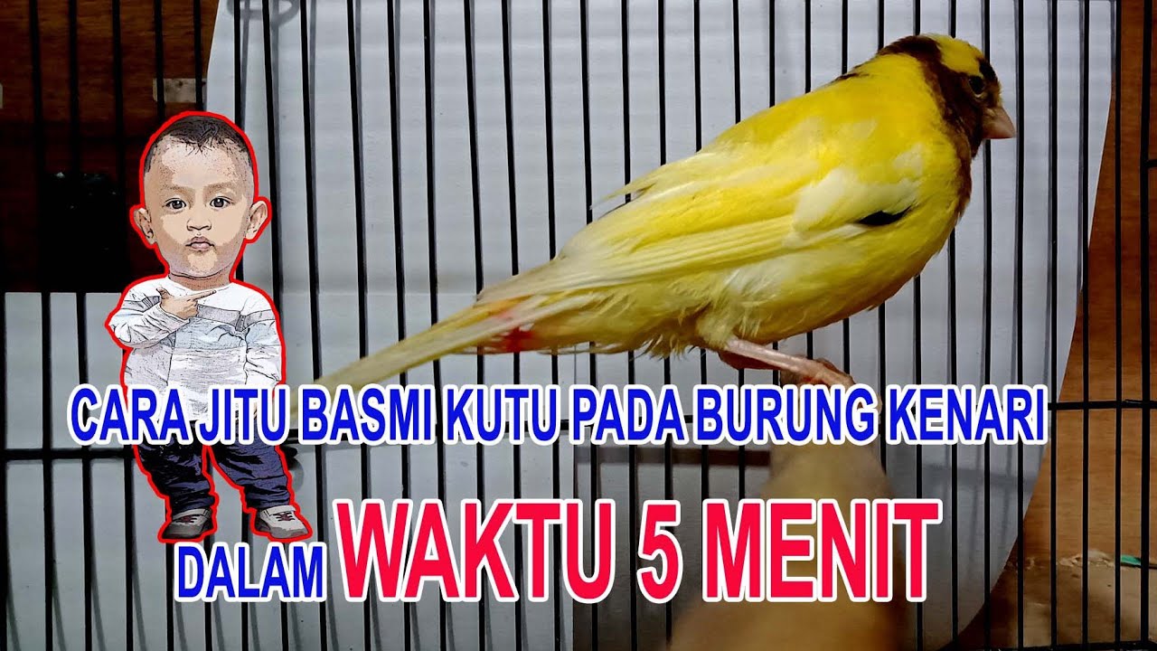 CARA JITU BASMI KUTU KENARI DALAM 5 MENIT