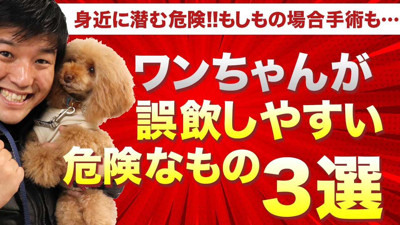 身近に潜む危険 ワンちゃんが誤飲しやすい危険なもの3選 Youtube