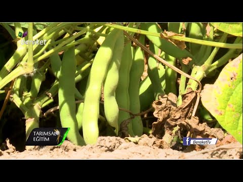 Video: Harvester Fasulye Nedir: Biçerdöver Fasulye Yetiştirme Koşulları