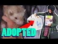 I Adopted A Ferret! (Welcome home, Noodle)