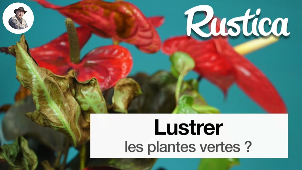 Lustrer les plantes vertes
