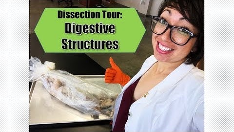 Dissection Tour: Digestive Structures