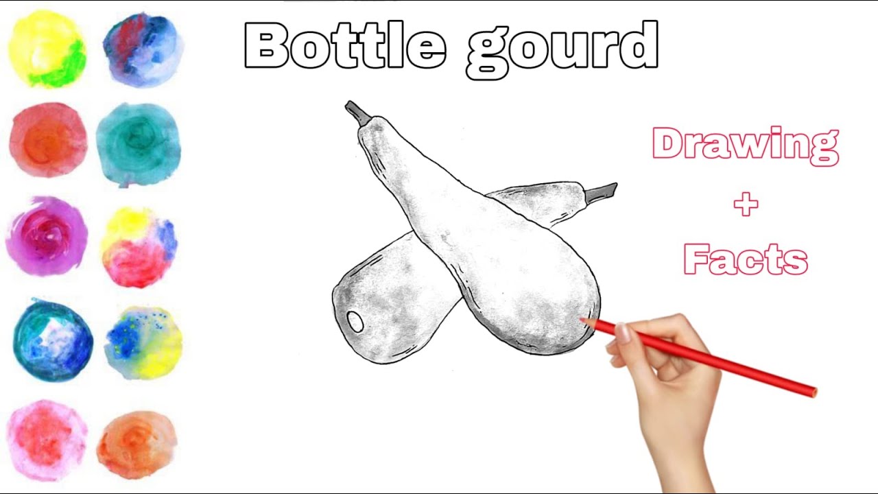 How to Draw Bottle gourd Easy & Simple Drawing of Bottle gourd For