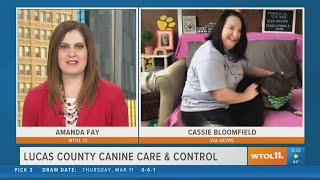 Adopt a dog from Lucas County Canine Care & Control | Your Day