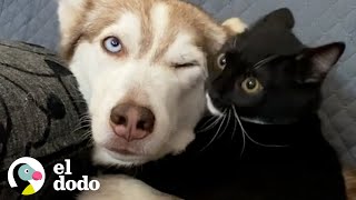 Gatita ama luchar con un husky que tiene 10 veces su tamaño I El Dodo