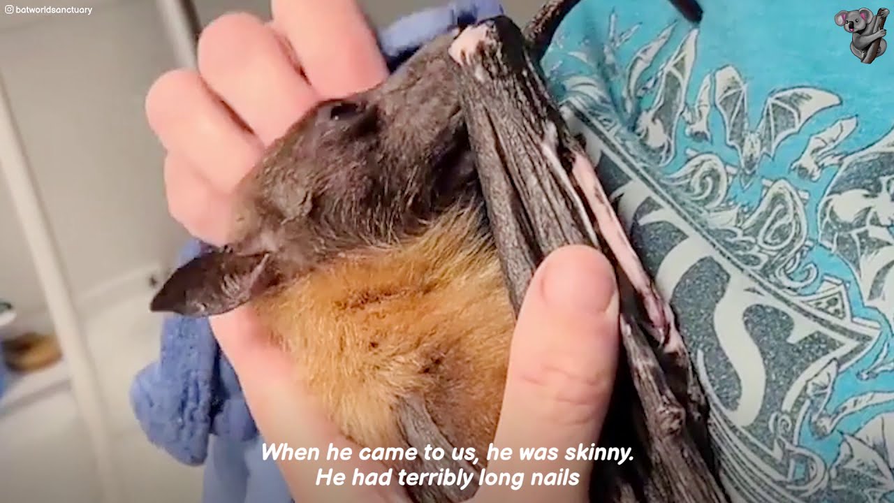 Bat Sanctuary Proves They Are Awesome Animals! 🦇 | The Koala