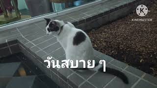 Ep.858 น้องแมวกับวันสบายๆ #ฝากติดตาม #แมวน่ารัก #catlover