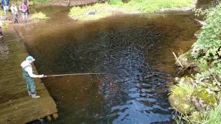 Salmon in wa st river
