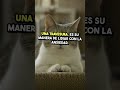 4 señales de que tu gato tiene ansiedad por separación