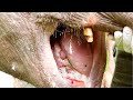 Horrific Jaw Exploding trap made the Elephant suffer with shattered jaw | Elephant treatment