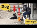 Fake Tiger VS Dog Reaction Prank || TRY TO NOT LAUGH CHALLENGE || MUST WATCH NEW PRANK