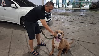 TENGAH MALEM GREBEG KANDANG ALUMAGADA PITBULL KENNEL ‼ ANAK SI BIG BOY MAKIN GEDE MASBRO ‼