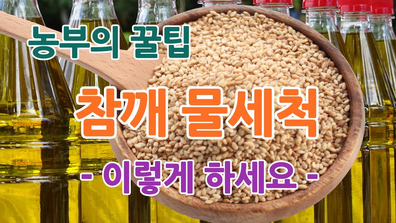 농부의 꿀팁 참깨 물세척 및 시골 방앗간 참깨 참기름 방앗간 참깨선별 참깨세척 참깨물세척 단양군 어상천면 