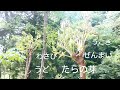 【田舎暮らし】庭に生えてる山菜を撮影