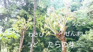 【田舎暮らし】庭に生えてる山菜を撮影