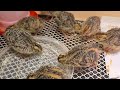 Quails 1 week old