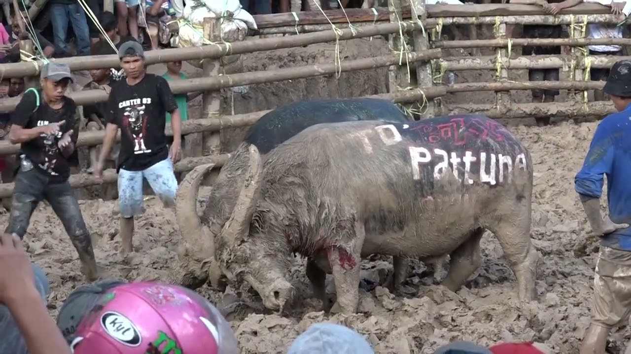 MAKPASILAGA ARENA AMPANG BASSI TONDON LANGI' ALMARHUM NEK SELY VIDEO 11