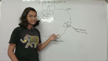 Silk Production Presented by PRIYANSHI P CHAURE student at @visionacademyjamkhed