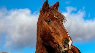 Wild Horses Patiently Waiting for Spring | Beautiful Music | 4K