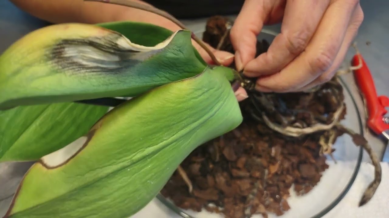 como rescatare está orquídea phalaenopsis con raíces podridas y deshidratada