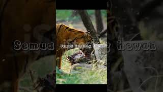 Jadi ini trik menghindari harimau 🐯#shorts #hewanbuas