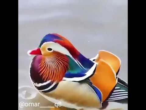 Muhteşem güzelliğiyle herkesi büyüleyen dünyanın en güzel ördeği; mandarin ördeği.