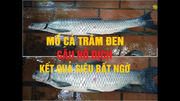 MỔ BỤNG KIỂM TRA CÁ TRẮM ĐEN ĂN GÌ , BÀI MỒI THÍNH CÂU THUỐC BẮC