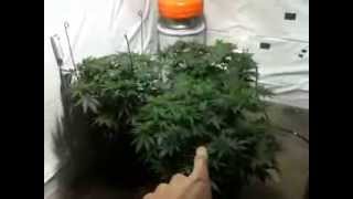 Week 8 TGA Cheese Quake in Super Soil (First Indoor Grow)