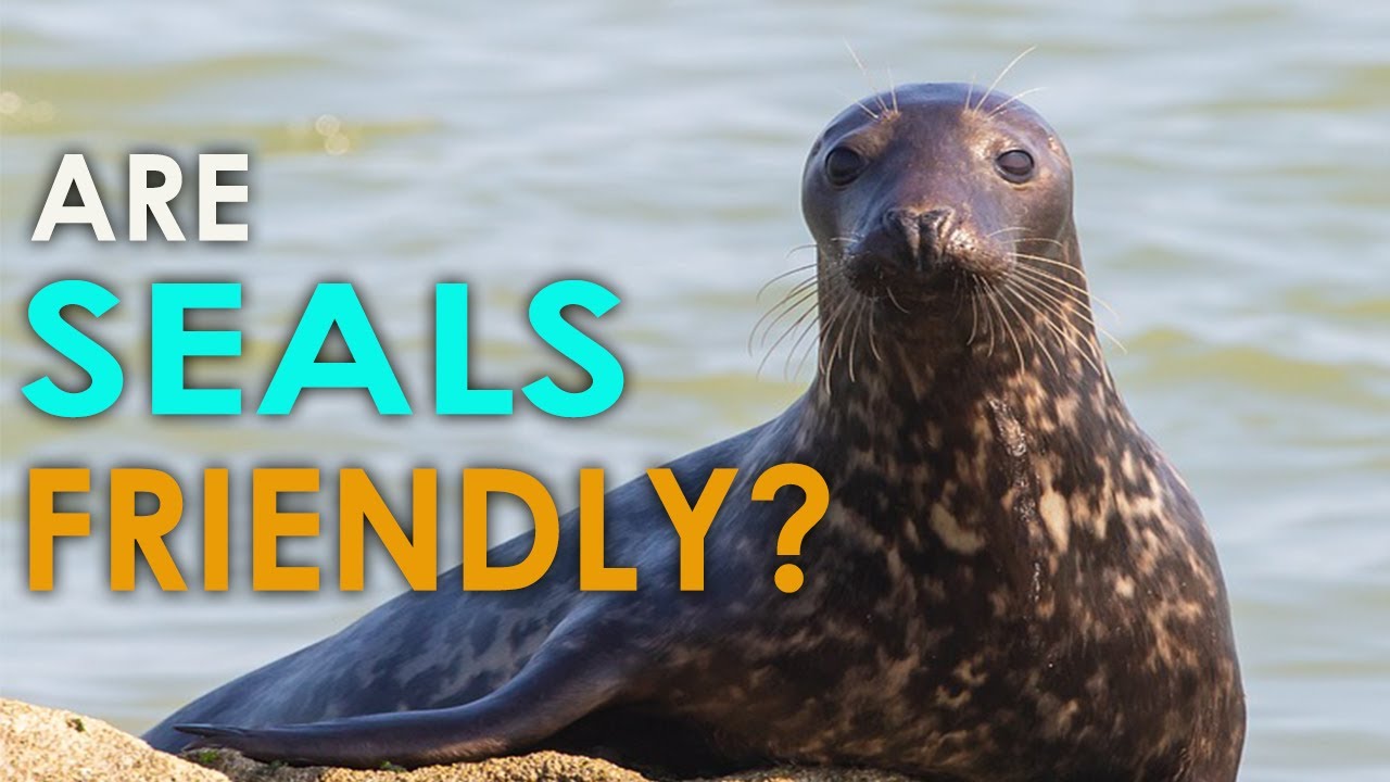 DISCOVER INTERESTING FACTS ABOUT SEALS -HD | SEA CREATURES | ICE SEALS ...