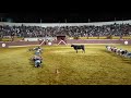 الرجال يشاركون في سباق الزحف عبر حلبة مصارعة الثيران Race Crawl Through Bullfighting Circuit 