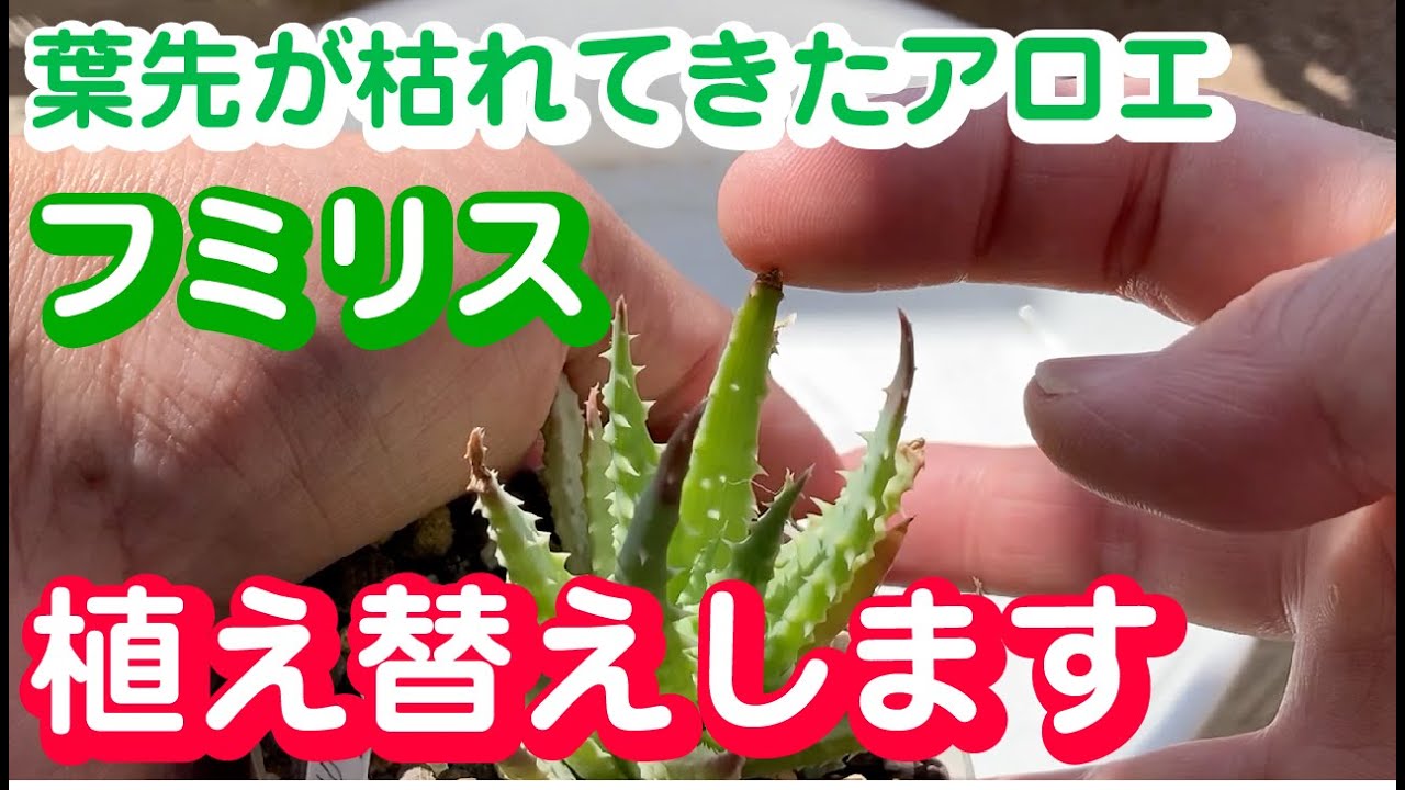 葉先が枯れてきたアロエ属フミリスを植え替えたら根っこがすごかった Youtube