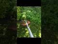 Stihl FS 120 POV #stihl #trimmer #gardening #diy #brushcutter #weedeater