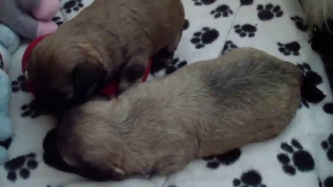Chiots Bichon Havanais Ages De 3 Semaines Youtube