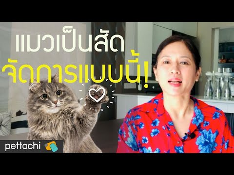 วีดีโอ: จะติดสัตว์ที่ไหนในวันหยุด