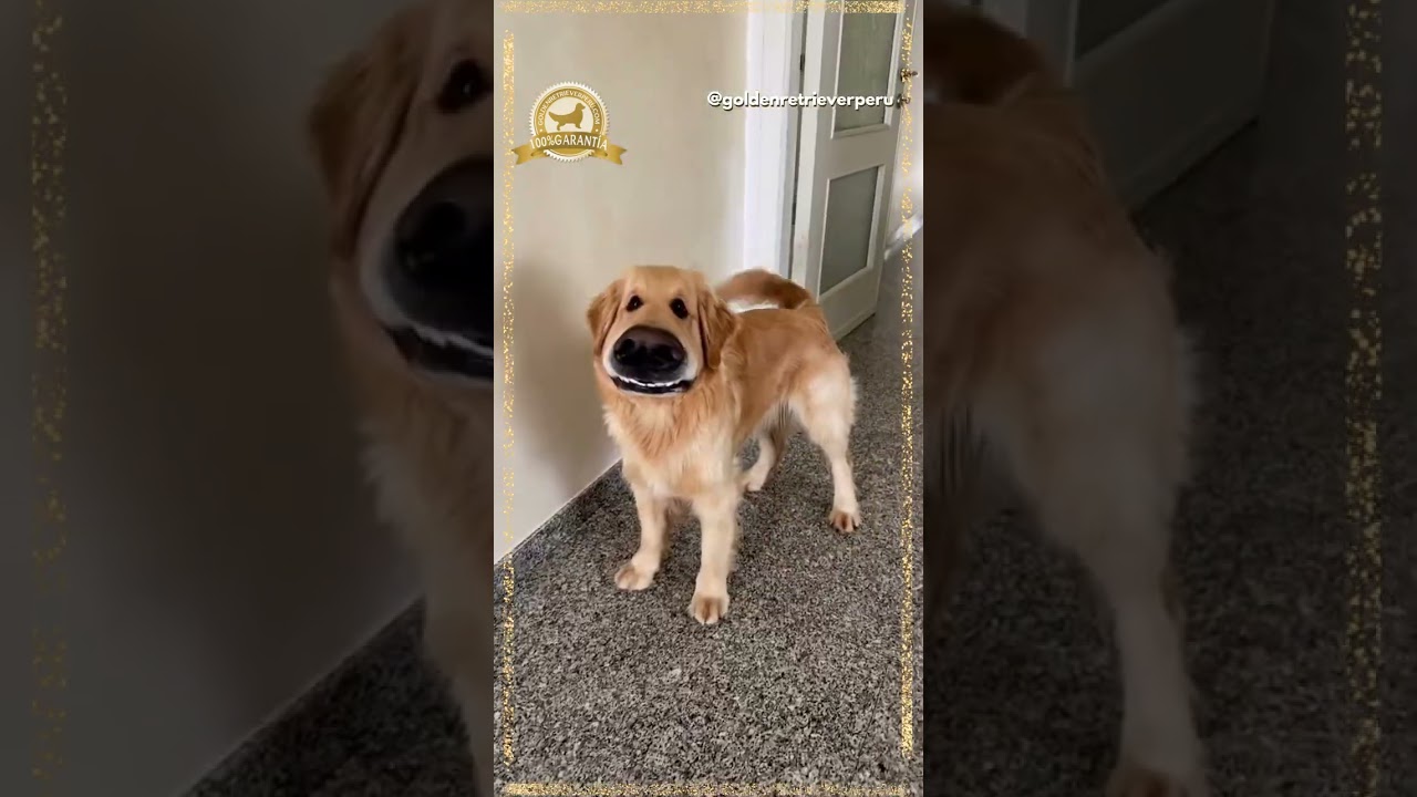 Ladridos que dan miedo 😱 - Golden Retriever Peru