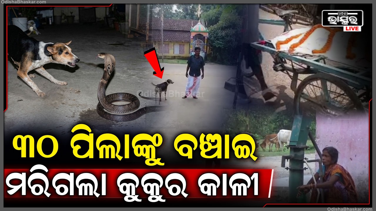 ୩୦ ଜଣ ସ୍କୁଲ ପିଲାଙ୍କୁ ବଞ୍ଚେଇଦେଲା ବୁଲା କୁକୁର କାଳି...ସାପ ସହ ଲଢି ଲଢି ନିଜେ ମରିଗଲା...କାନ୍ଦିଲା ପୁରା ଗାଁ