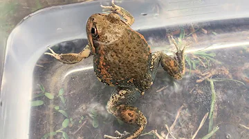 Eastern Banjo Frog (Limnodynastes dumerilii) - Natural Curiosity