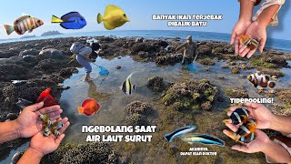 Download lagu berburu biota laut saat air surut bisa penuh akuarium dengan ikan dan coral