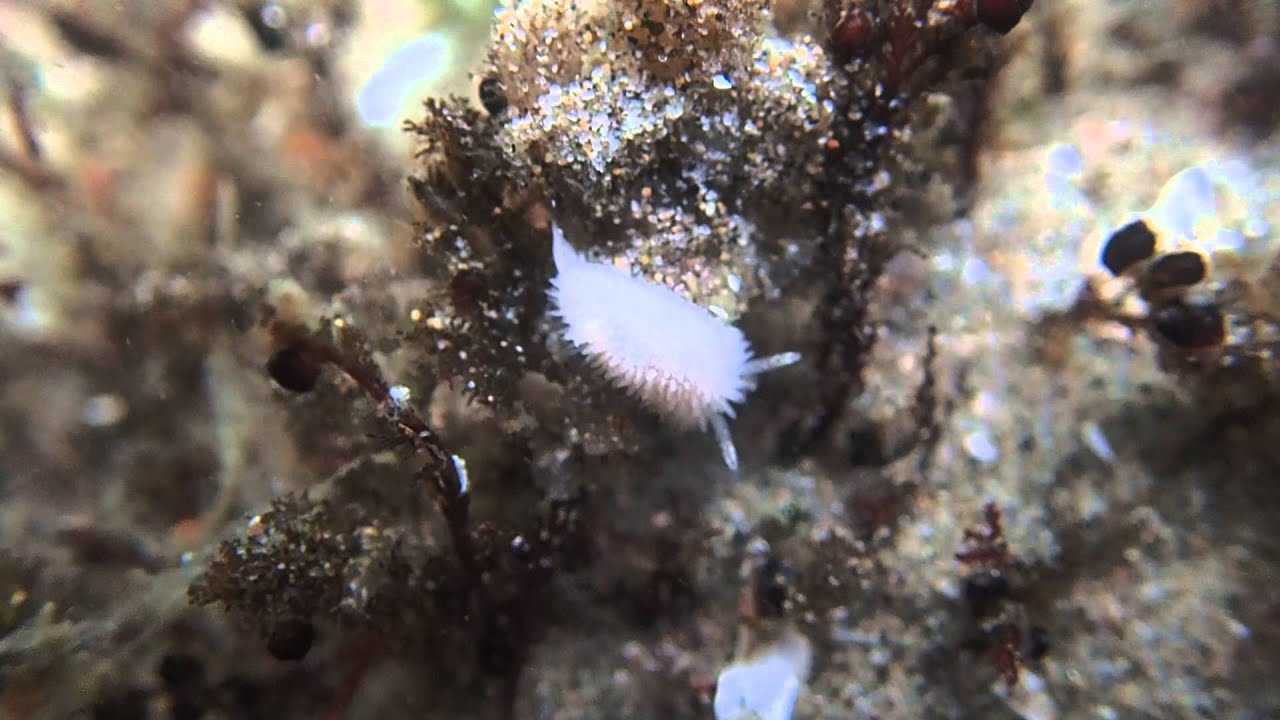 Diaphorodoris lirulatocauda 2