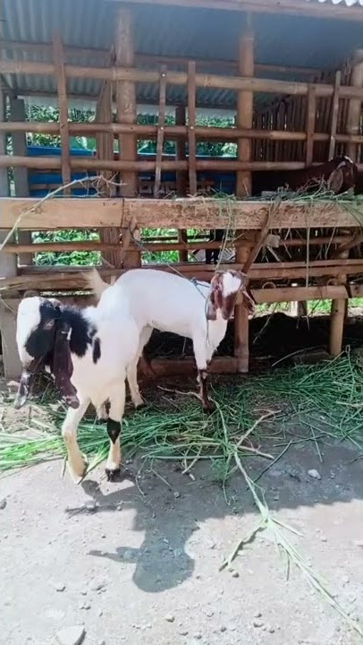 kambing kawin
