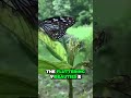 Experience a Stunning Butterfly Garden at this National Park
