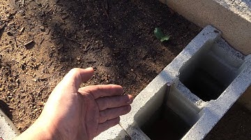 High Density Espalier Gardener - Raised Bed Planter Garden - Part 4 Update 04-12-15