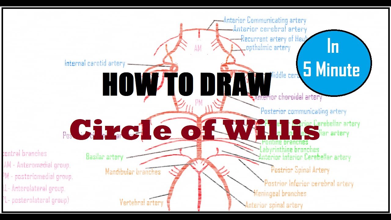 How to draw circle of willis #anatomy #anatomydiagrams #howtodraw - YouTube