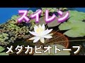 スイレンの株分けと植え替え　２年目のメダカビオトープ