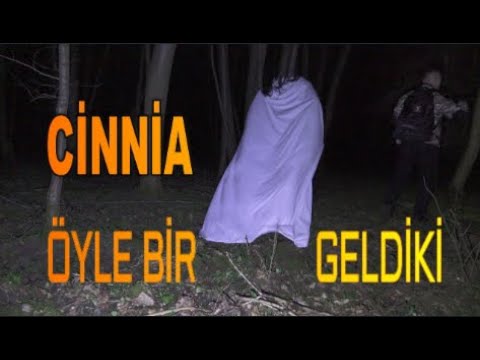 Video: Shimpanzelar maymunmi?