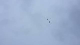 #Pigeons.Чем пропоить голубей в сырую погоду.