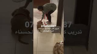 الاعلامية الحسناء اسراء طبيشات و كلبتها صوفي