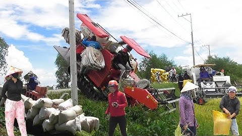 máy cắt 120 trung quốc cắt lúa năm không bốn với máy 105 độ giá lúa được 5600₫K tập13 # maibangtv