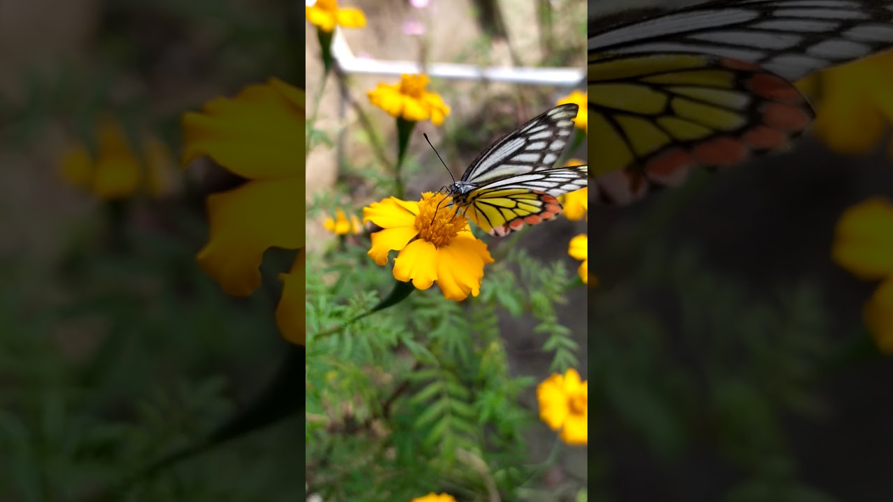 BUTTERFLY COLLECT HONEY FROM FLOWER special Collection YouTube