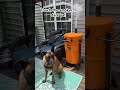 Belgian Malinois protects his treats!#shorts #dog